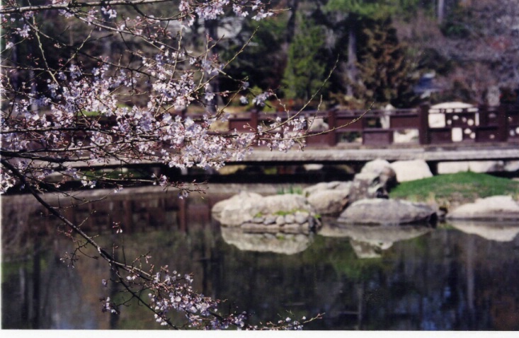 Cherry Blossoms