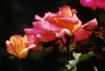 Portland Rose