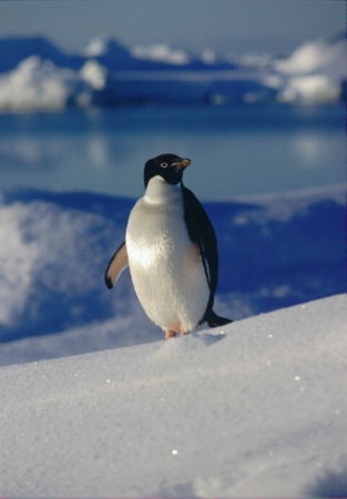 Adelie Penguin