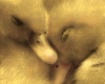 Sleepyheads