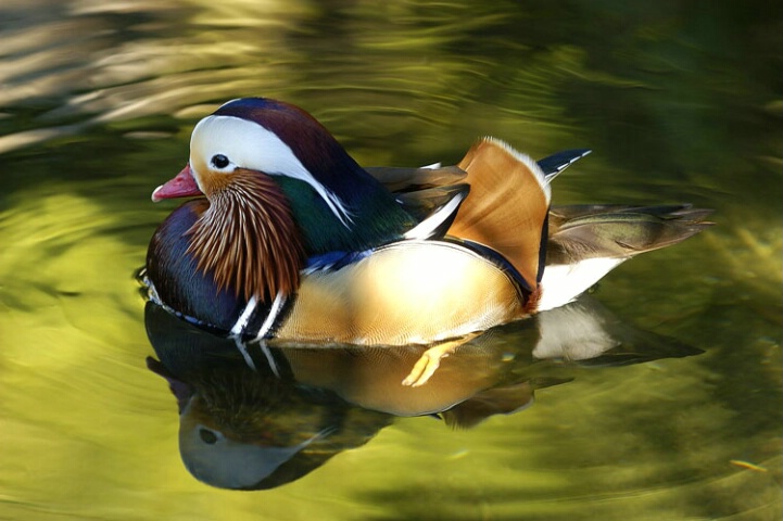 Mandrain Duck (Male)