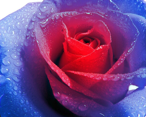 Fire & Ice Rose