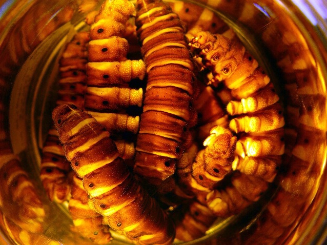 Caterpillars in a Jar