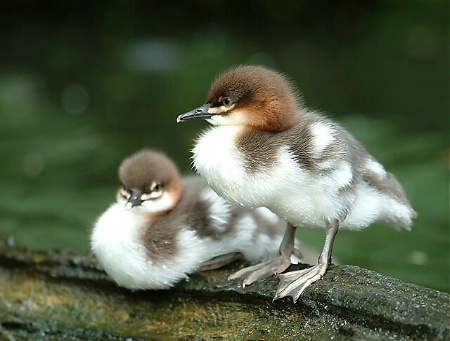 twin ducks