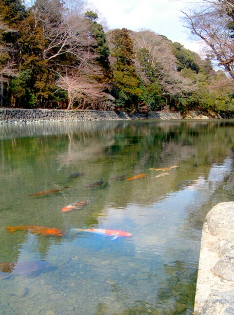 Koi in the Nature