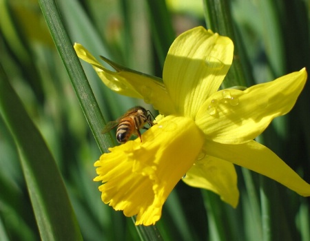Bee on Yellow flowere