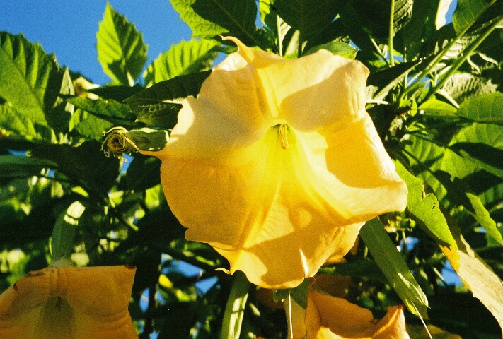 yellow flower