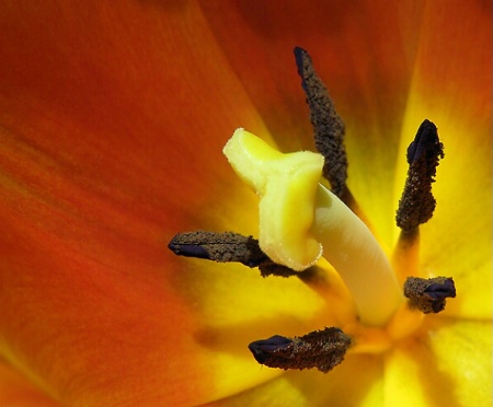 The center of a tulip