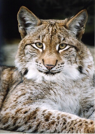 Lynx Close-up