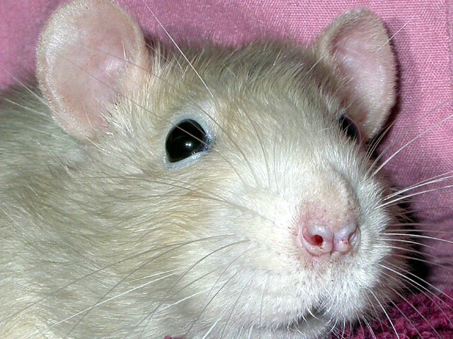 Mr. D. Osbourne Rat