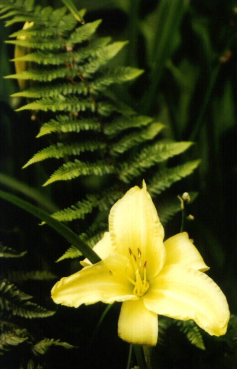 Rain forest flower