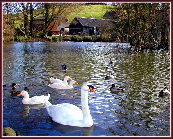 Abbotsbury Pond #2