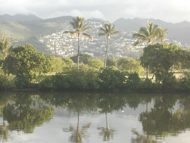 palm tree reflections