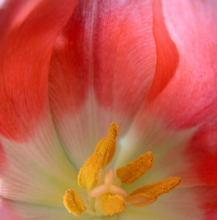 Light red Tulip
