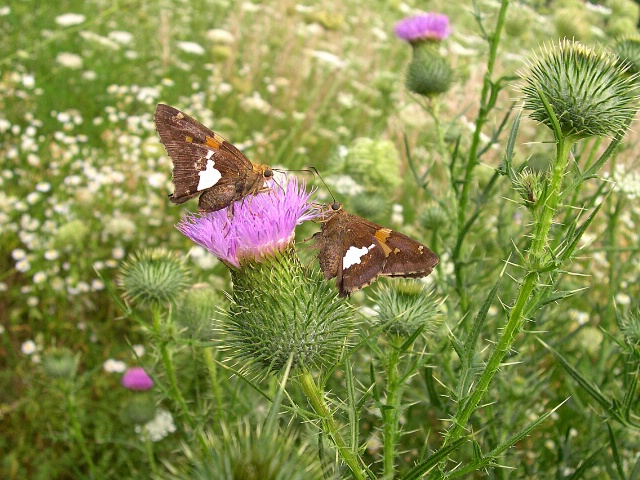 Two Butterflys