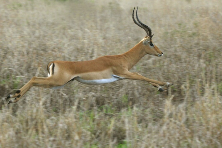 Impala Leap