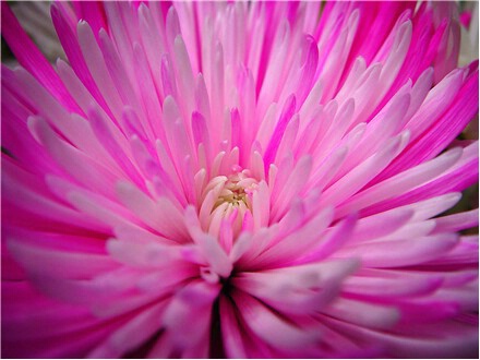 Pink Burst