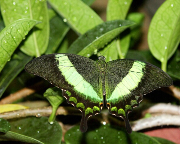 Green on Green