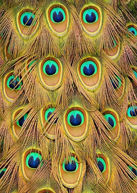 Pride of the Peacock