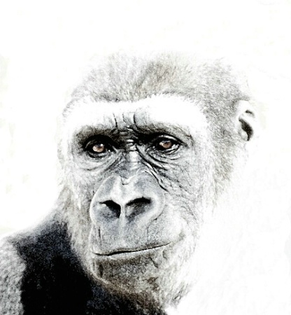 Gorilla - ABQ Zoo