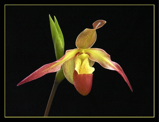 Slipper Orchid