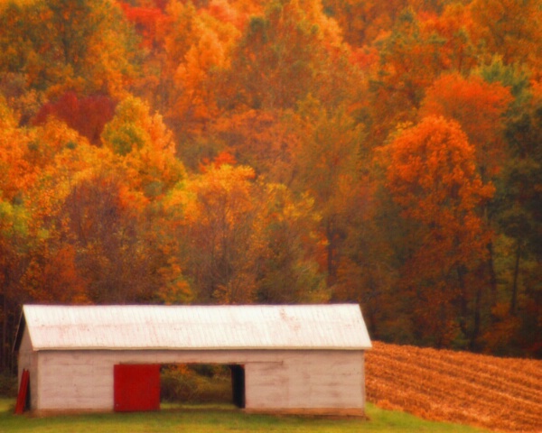 White Shed