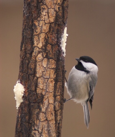 A Black Capped Chickadee