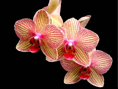 Lovely Orchid
