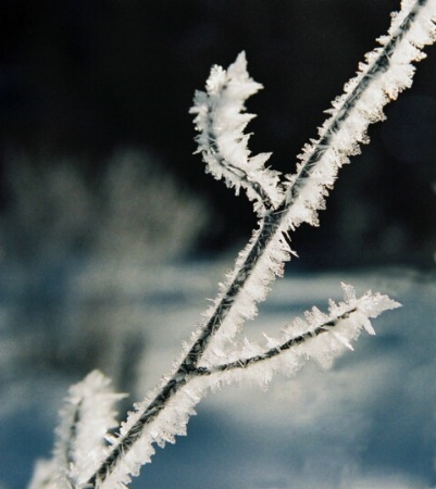 Frosty Twig