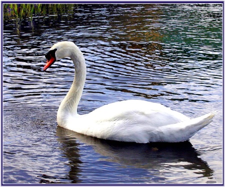 Abbotsbury Swan 3