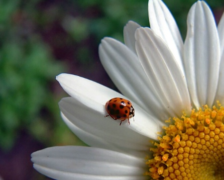 Daisy and Friend