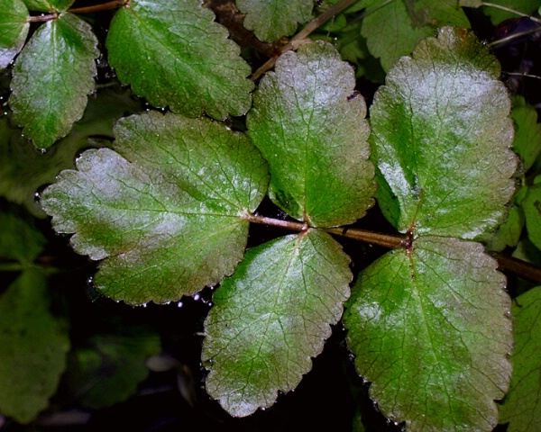Grotto Leaf