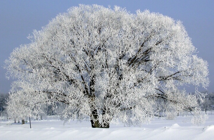 Jack Frost Pays a Visit.