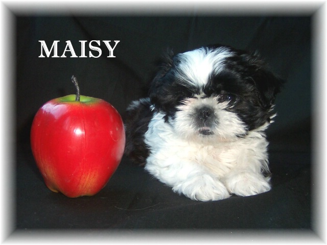 Maisy #1