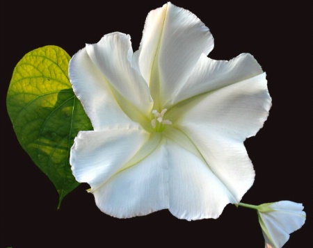 Moonflower