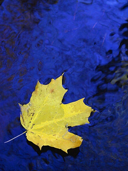 Yellow Leaf on Blue