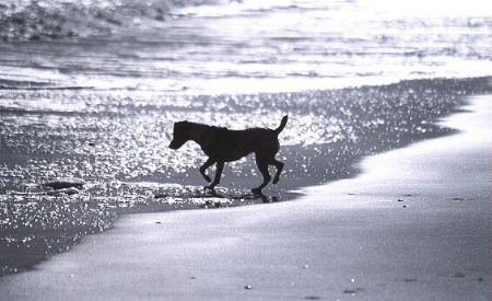 Darby in the Surf