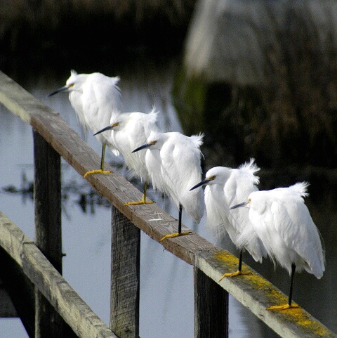 egret slumber party