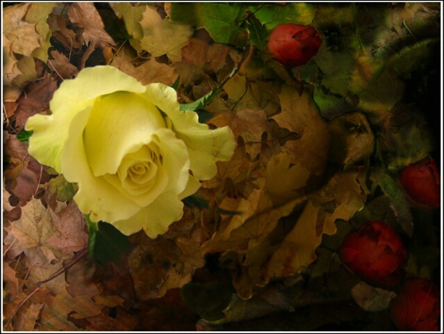 Fantasy Rose