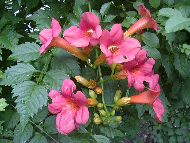 Humming Bird Delite