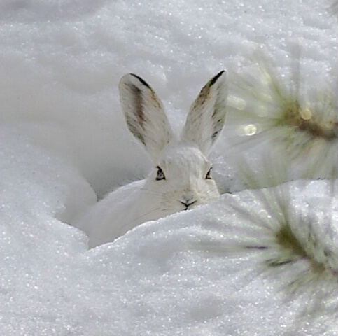 Snowshoe Hare II