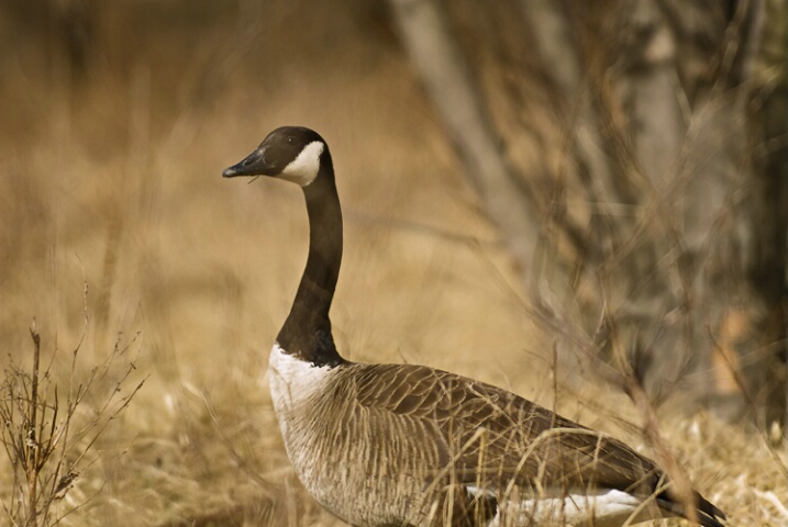 Goose in Field