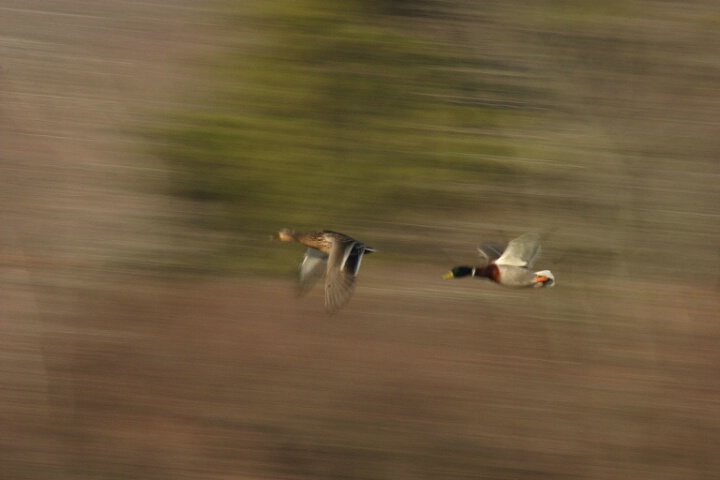Speedy Ducks
