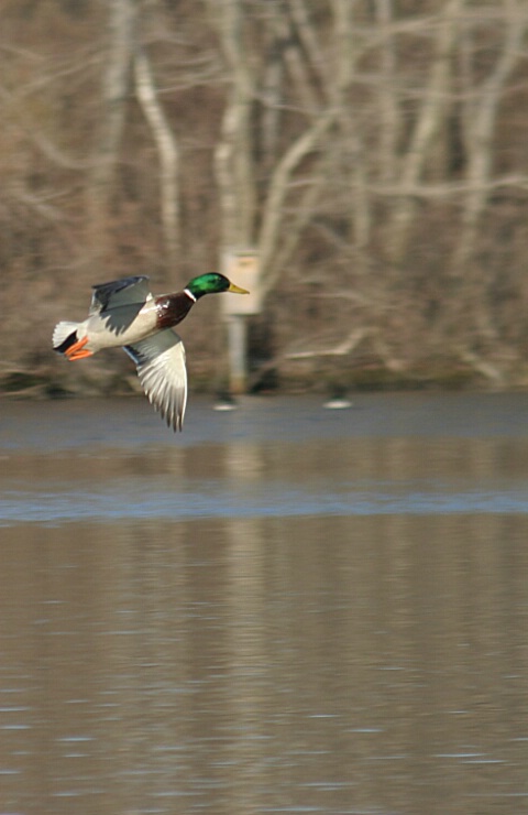 Wild Duck coming in for a landing