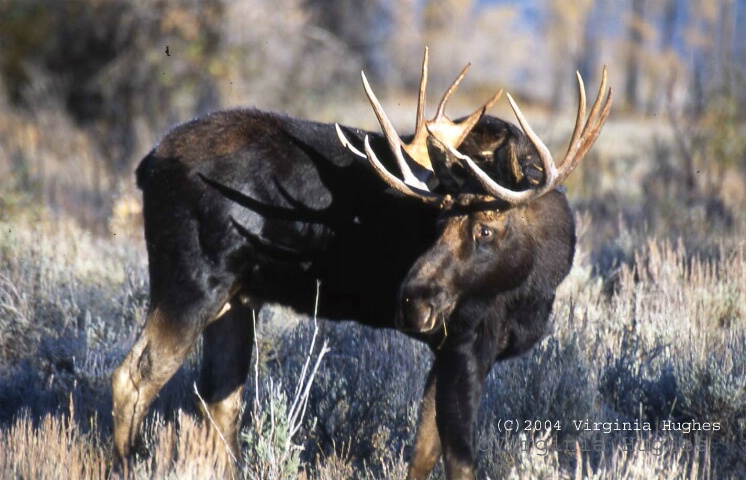 Check Him Out!  Bull Moose