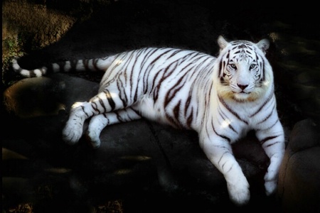 White Tiger