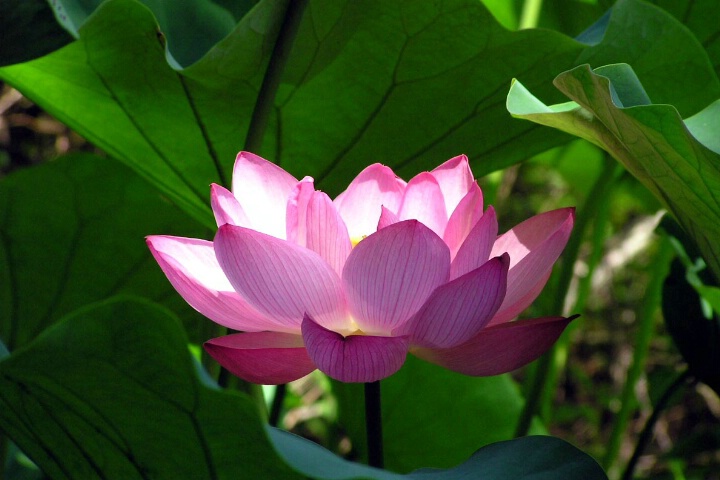 Lighted Lotus