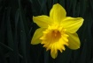 faithful daffodil