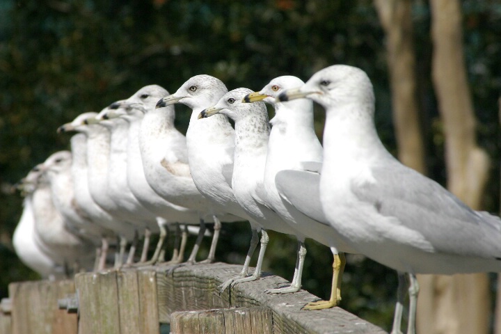 Pretty Gulls, All in a row