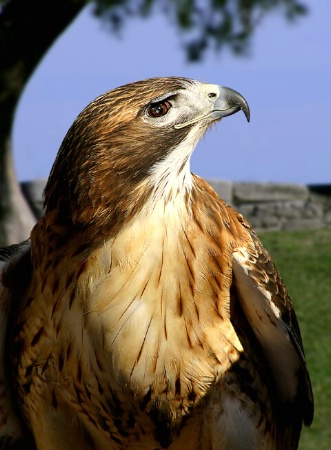 Hawk Profile #2